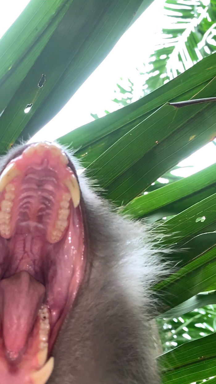 Monkey Steals Guy's Phone, &lsquo;Takes' A Bunch Of Selfies, Also Manages To Get One &lsquo;Artistic' Shot