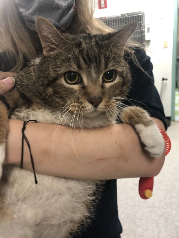 30 Lb Chonk Cat Named Lasagna Gets New Home, New Owners Thrilled With Getting Lasagna And Helping Her Get Healthy 30 Lb Chonk Cat Named Lasagna Gets New Home, New Owners Thrilled With Getting Lasagna And Helping Her Get Healthy