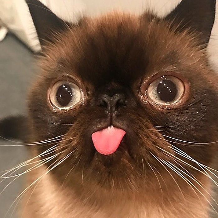 Bleps