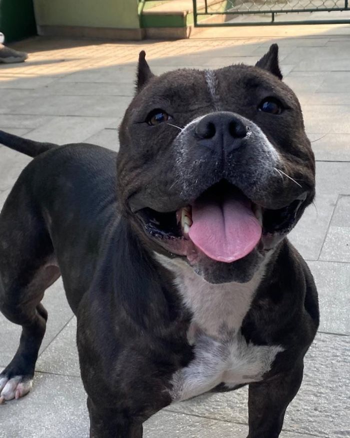 This Abandoned Pit Bull Was Certain To Die Alone, But Then This Good-Willed Man Found Her (20 Pics) This Abandoned Pit Bull Was Certain To Die Alone, But Then This Good-Willed Man Found Her (20 Pics)