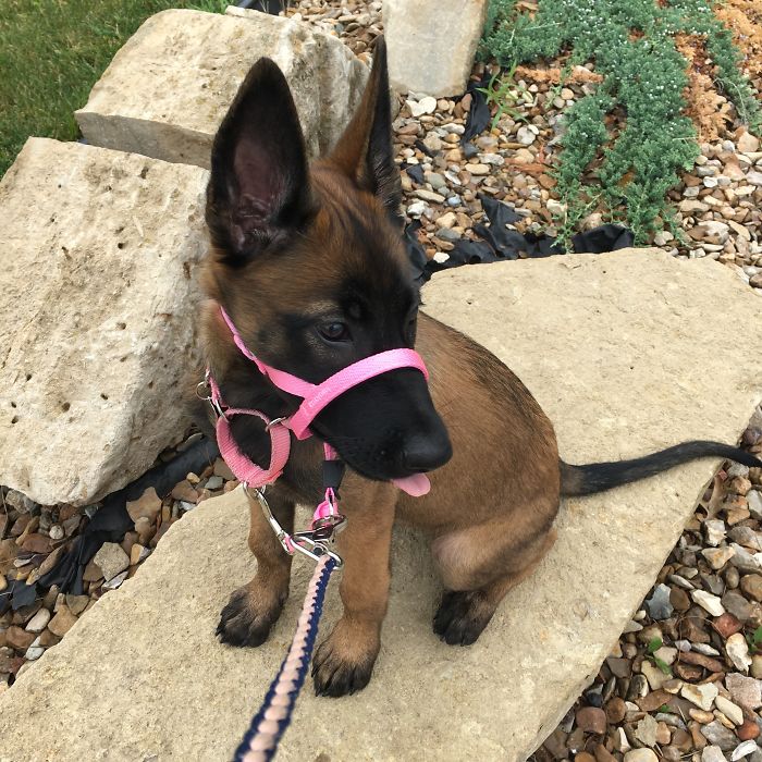 Future Service Dog In Training