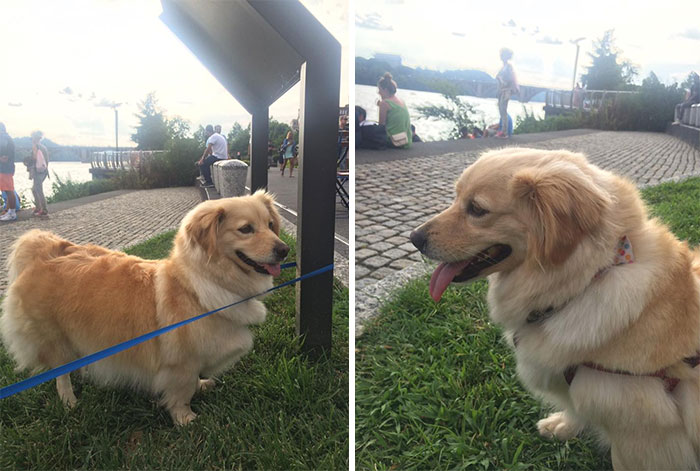 Corgi Golden Mix Spotted In Georgetown. I Repeat. Corgi. Golden. Picture That...