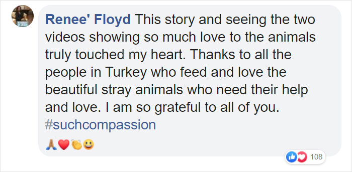 Woman Records This Stranger Leading A Parade Of Dogs, Cats, And Birds Down The Street, And The Scene Looks Magical