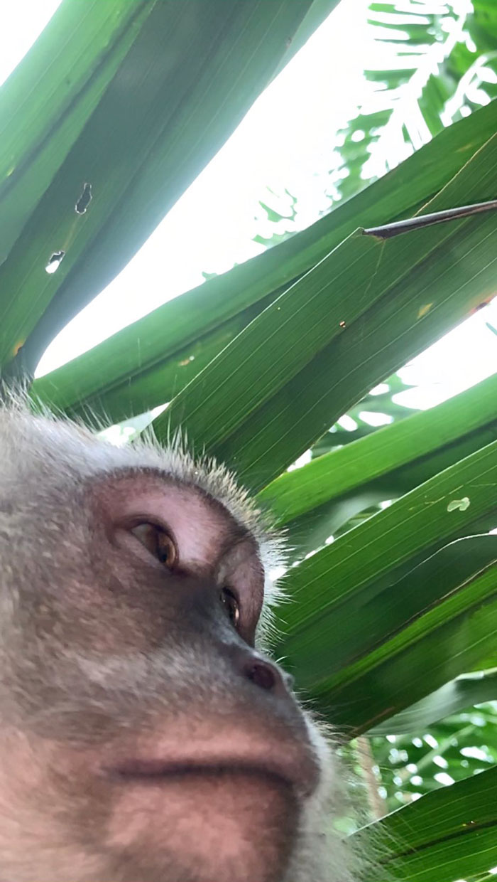 Monkey Steals Guy's Phone, &lsquo;Takes' A Bunch Of Selfies, Also Manages To Get One &lsquo;Artistic' Shot