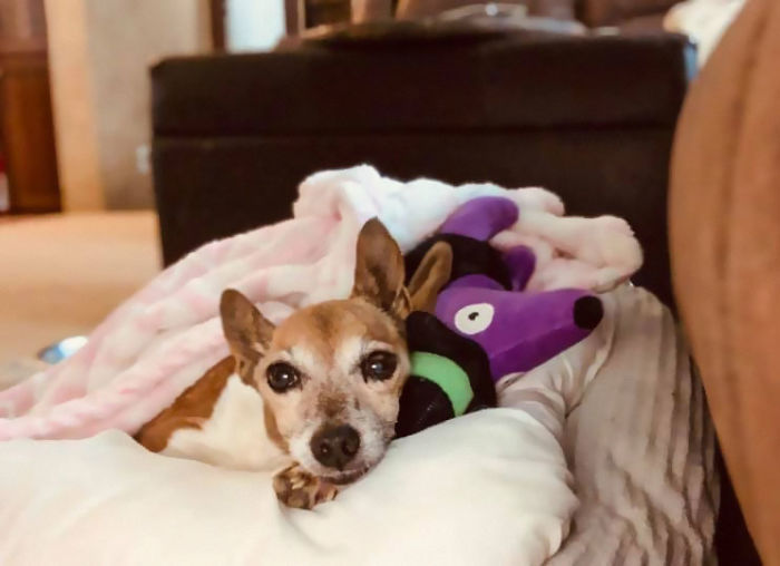 "Before You Get A Puppy, Imagine Yourself 10+ Years From Now": Woman's Brutally Honest Post About Getting A Dog Goes Viral