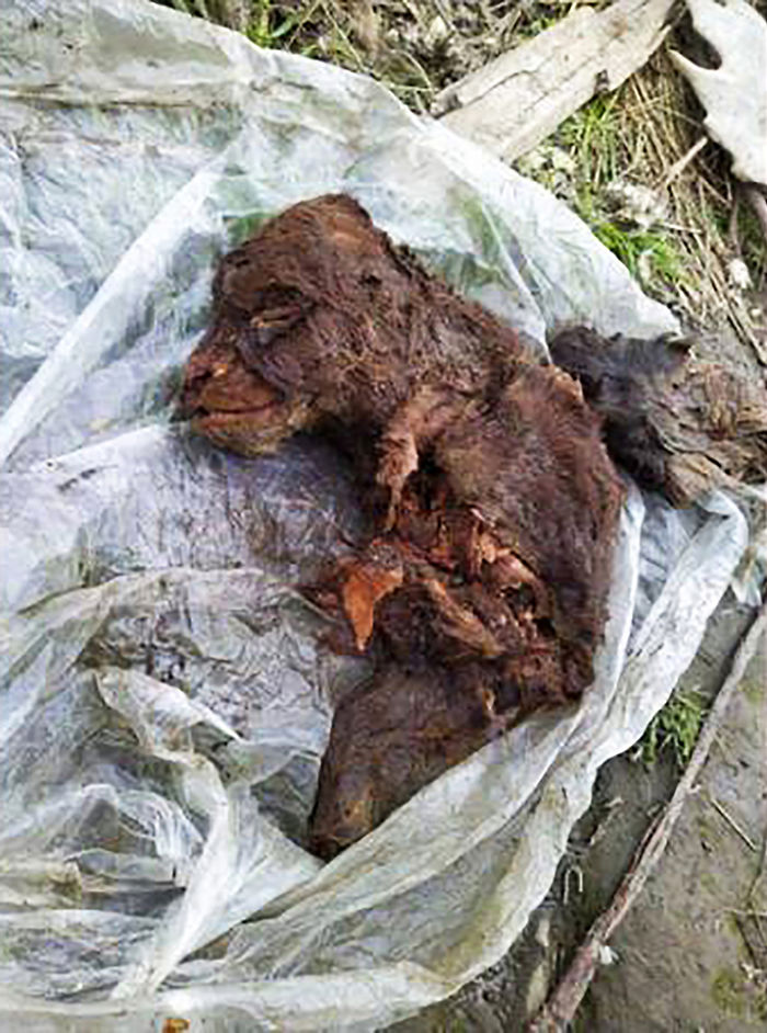 Perfectly Preserved Remains Of A 40,000-Year-Old Ice Age Cave Bear Were Just Discovered In Siberia