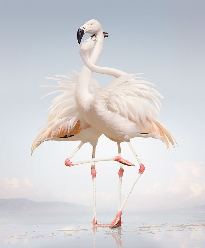 The Allegorical And Unusual Nature Of Simen Johan
