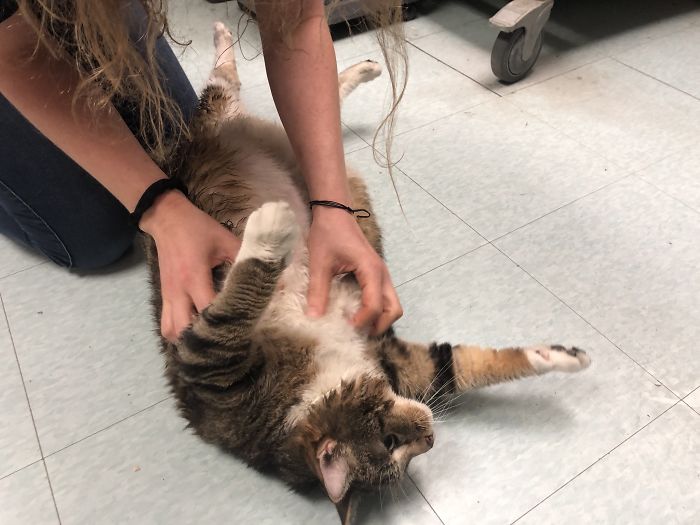 30 Lb Chonk Cat Named Lasagna Gets New Home, New Owners Thrilled With Getting Lasagna And Helping Her Get Healthy 30 Lb Chonk Cat Named Lasagna Gets New Home, New Owners Thrilled With Getting Lasagna And Helping Her Get Healthy