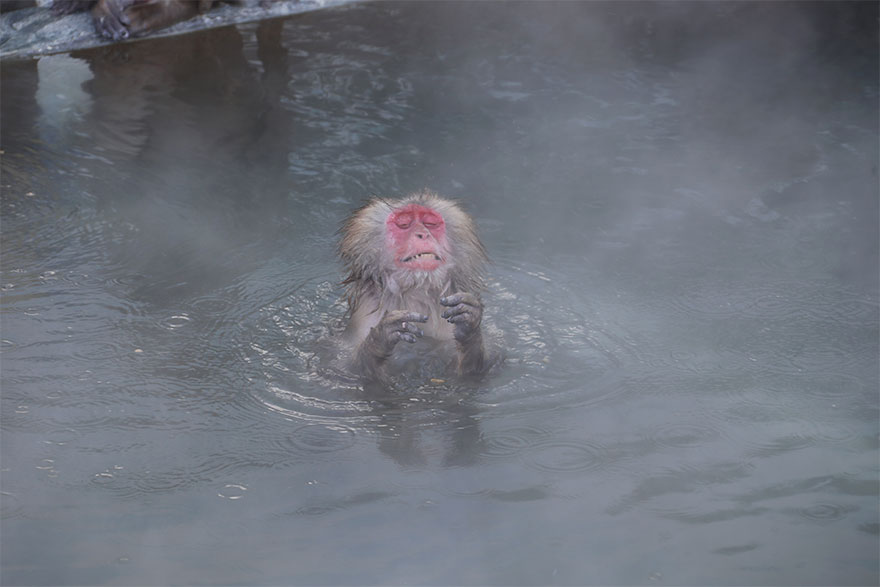 Comedy-Wildlife-Photography-Contest-2020-Finalist