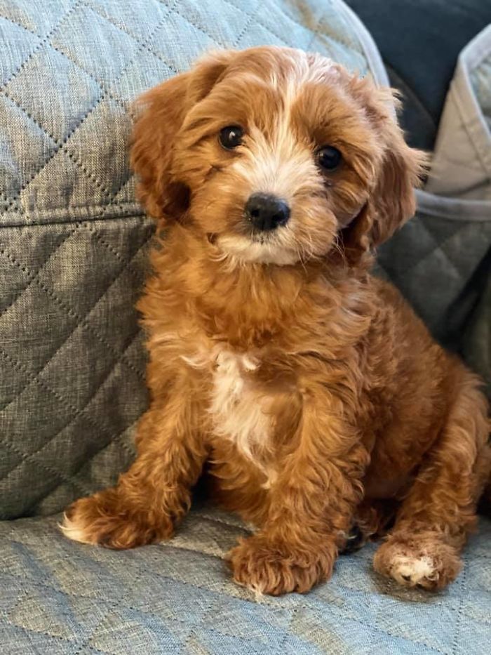 Meet Zoe The Cutest Cavoodle You’ve Ever Seen.