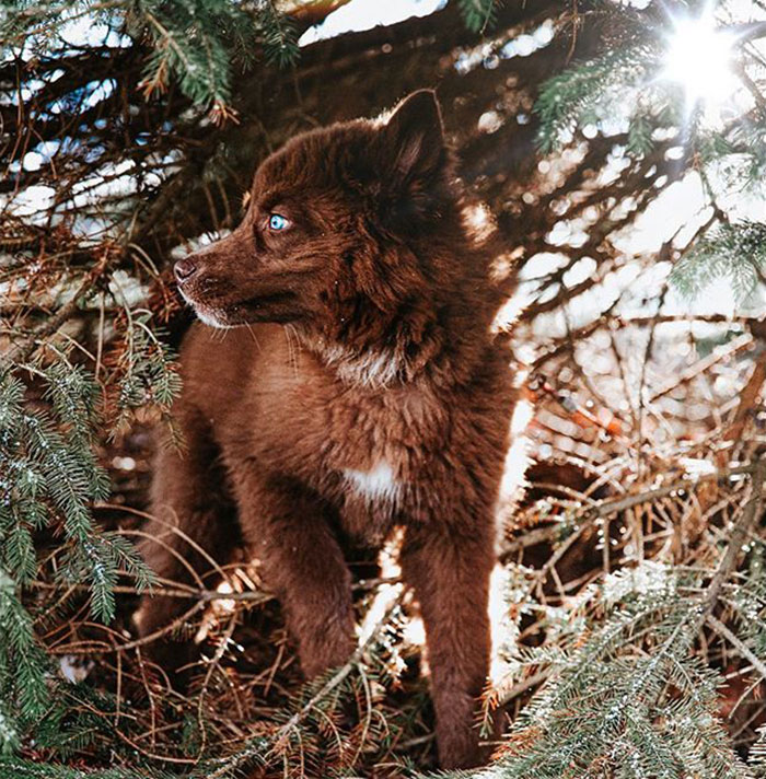 An Extremely Rare Fully Chocolate (Brown) Siberian Husky