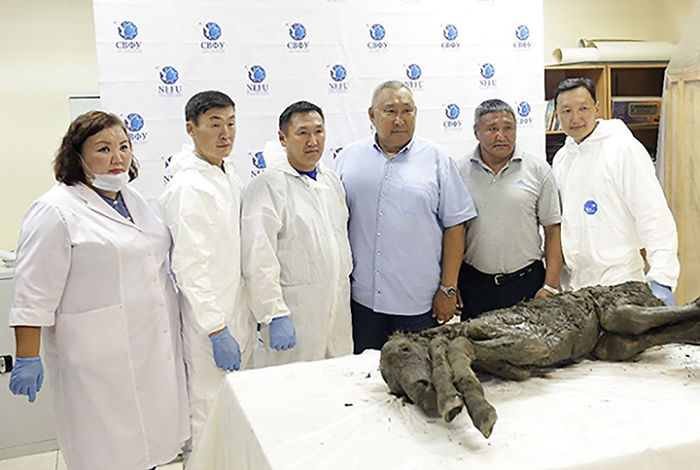 Perfectly Preserved Remains Of A 40,000-Year-Old Ice Age Cave Bear Were Just Discovered In Siberia Perfectly Preserved Remains Of A 40,000-Year-Old Ice Age Cave Bear Were Just Discovered In Siberia