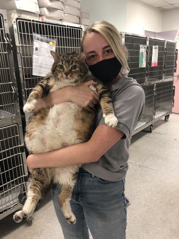 30 Lb Chonk Cat Named Lasagna Gets New Home, New Owners Thrilled With Getting Lasagna And Helping Her Get Healthy 30 Lb Chonk Cat Named Lasagna Gets New Home, New Owners Thrilled With Getting Lasagna And Helping Her Get Healthy