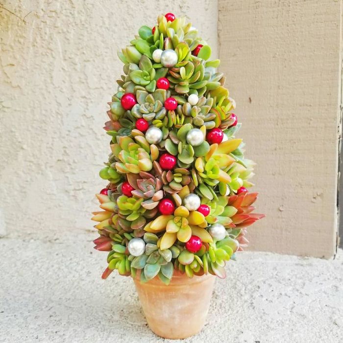 These 13-Inch Succulent Christmas Trees Are Ideal For Celebrating In A Small Space
