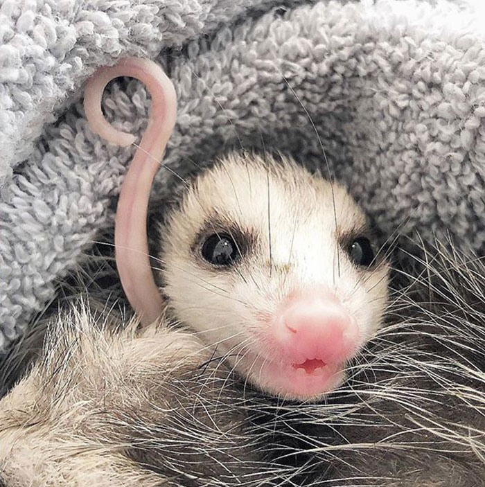 Meet Sesame, The Skunk Who Broke All Stereotypes Of His Species