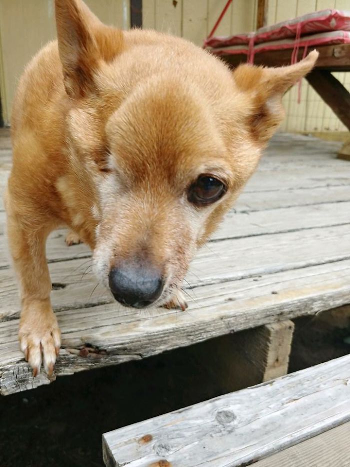 This Is (One Eyed) Jack. We Lost Him Last Year At 15 Years Old