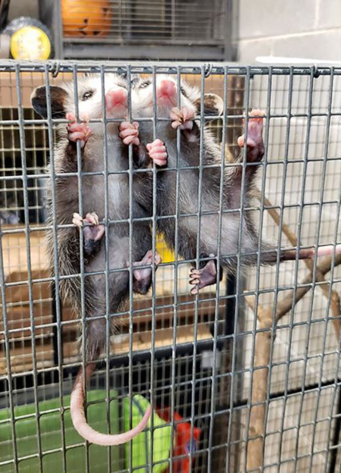 Meet Sesame, The Skunk Who Broke All Stereotypes Of His Species