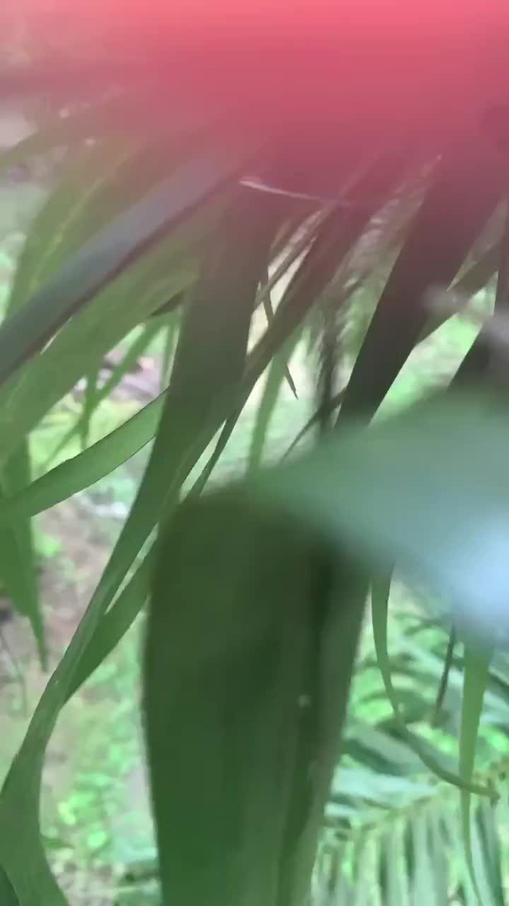 Monkey Steals Guy's Phone, &lsquo;Takes' A Bunch Of Selfies, Also Manages To Get One &lsquo;Artistic' Shot