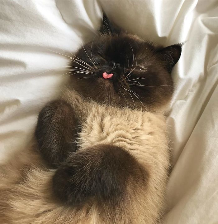 Bleps