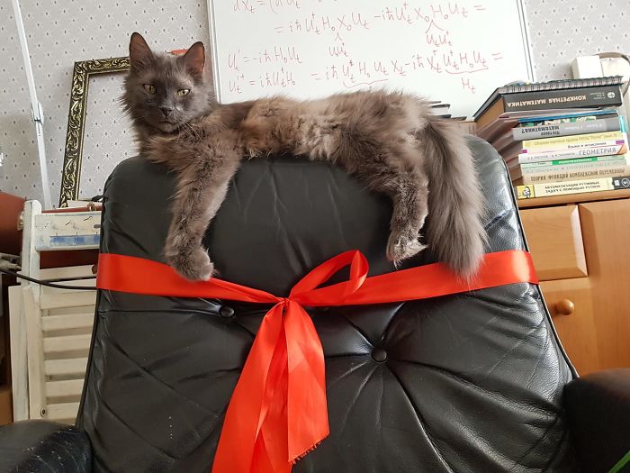 This Is Our Savva. At The End Of March, He Turned 18. Apparently, His Hearing Is Pretty Bad, So He Meows Like Crazy Because He’s Bored. But He’s Family!