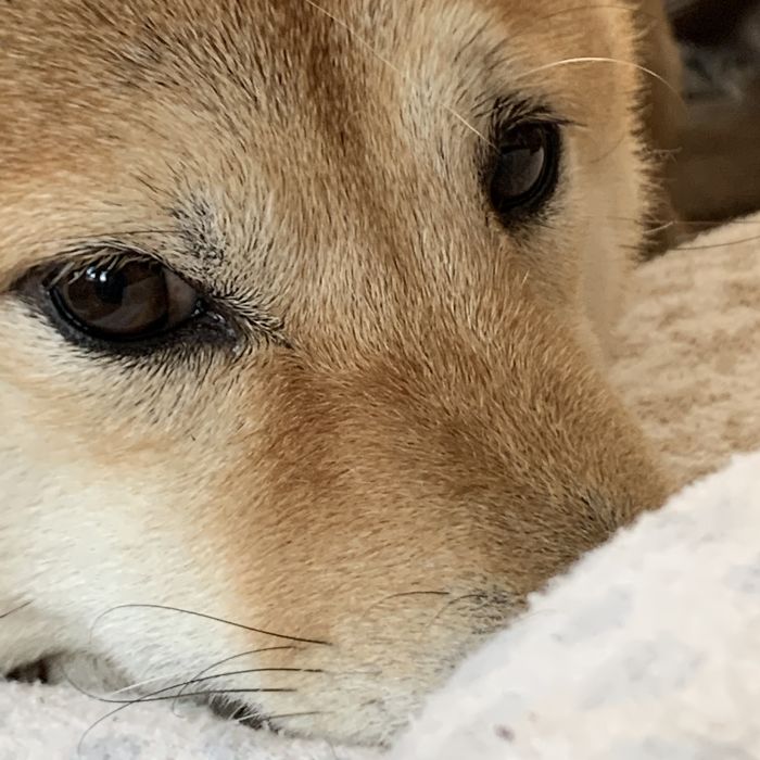 Meet My Shibs Love Ayumi