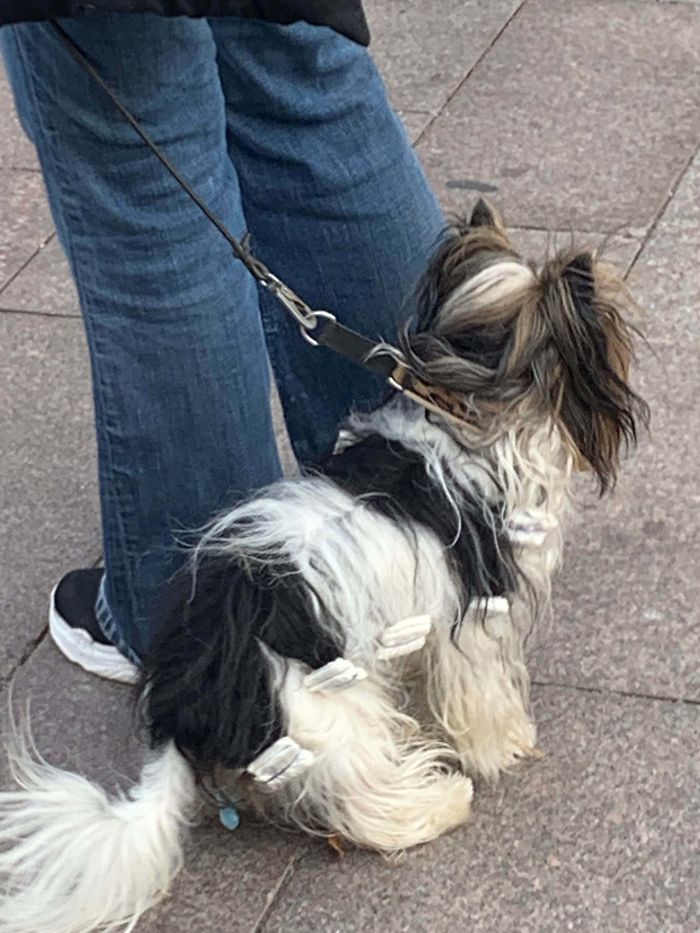 Dog With Little Bundles Of Paper(?) In It’s Fur