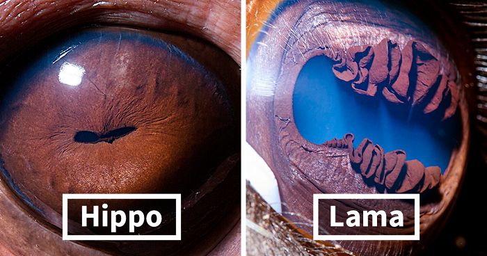 Armenian Photographer Captures Just How Unique Animal Eyes Are (30 Pics)