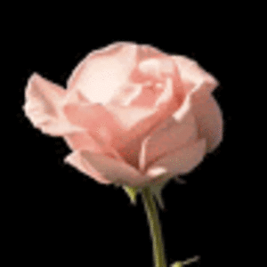 sydneyjackson_1 avatar