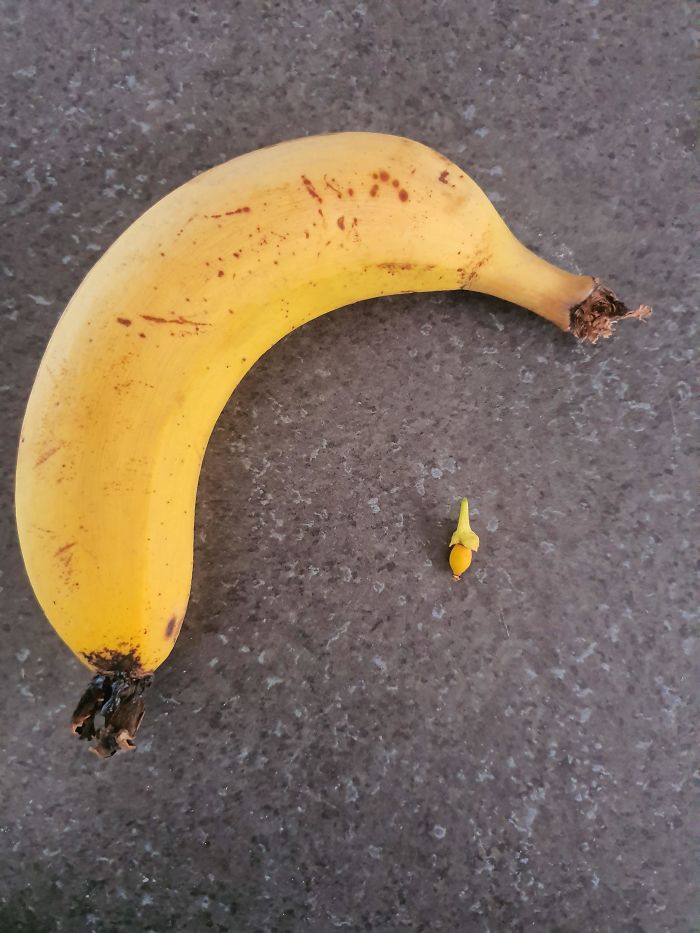 Funny-Failed-Harvest