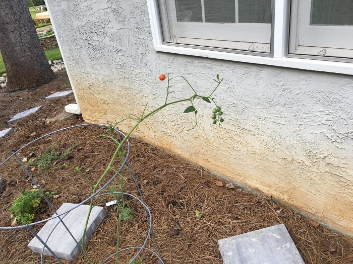 Funny-Failed-Harvest