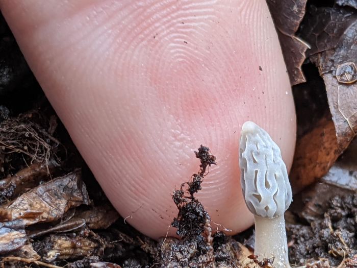 Funny-Failed-Harvest