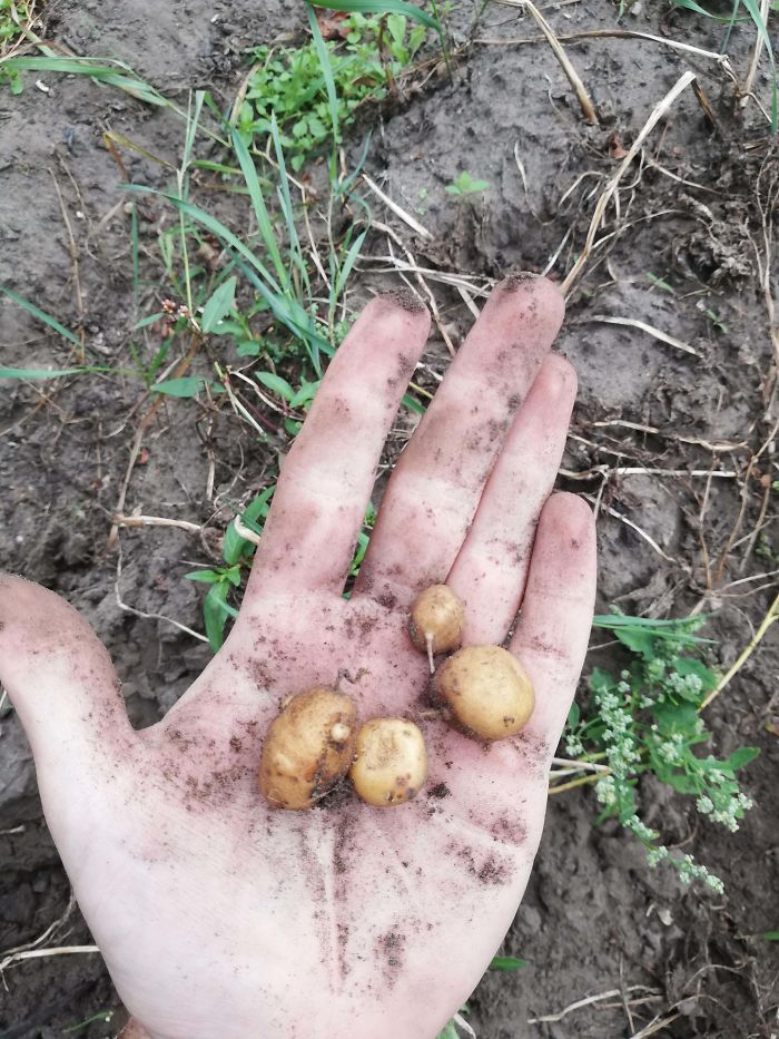 Funny-Failed-Harvest