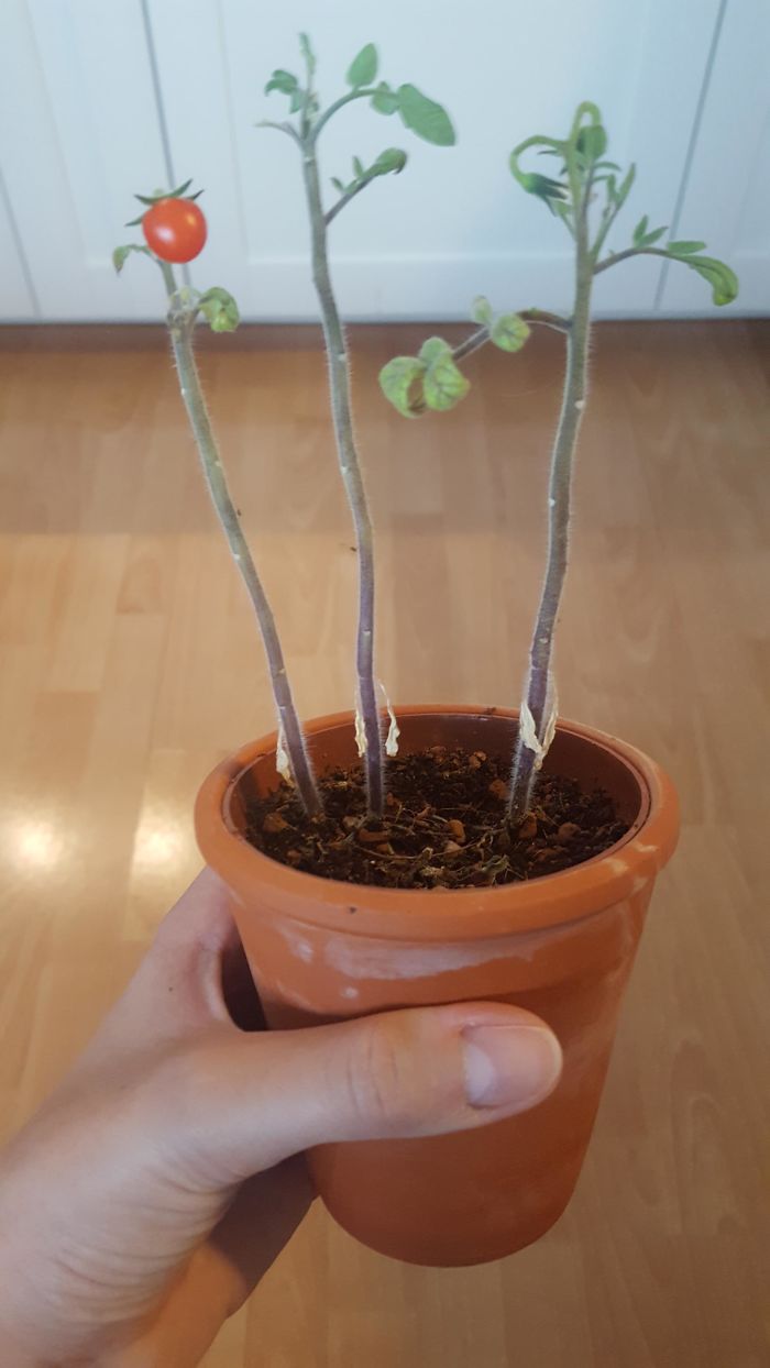 Funny-Failed-Harvest