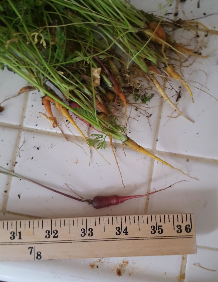 Funny-Failed-Harvest