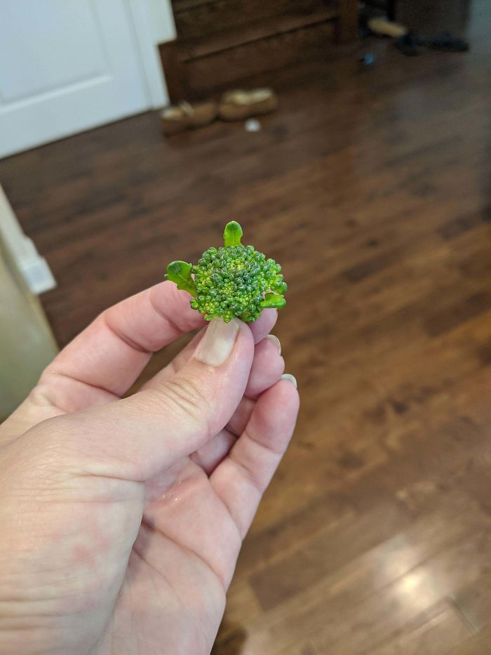 Funny-Failed-Harvest