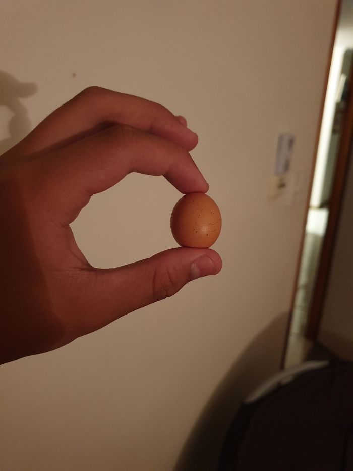 Funny-Failed-Harvest