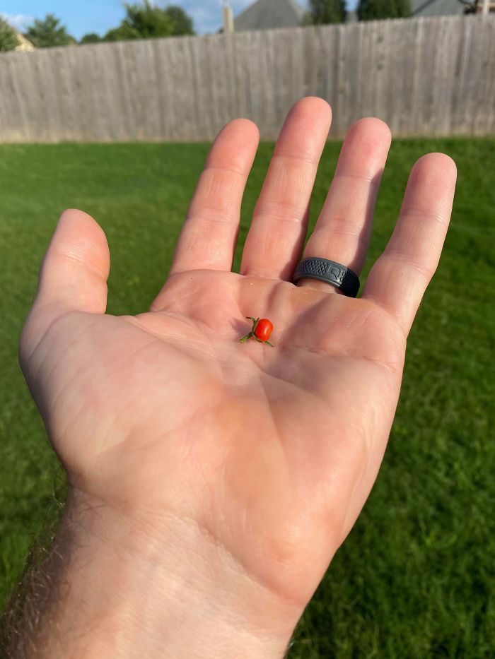 Funny-Failed-Harvest