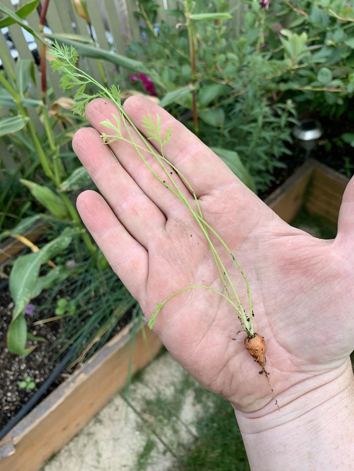 Funny-Failed-Harvest