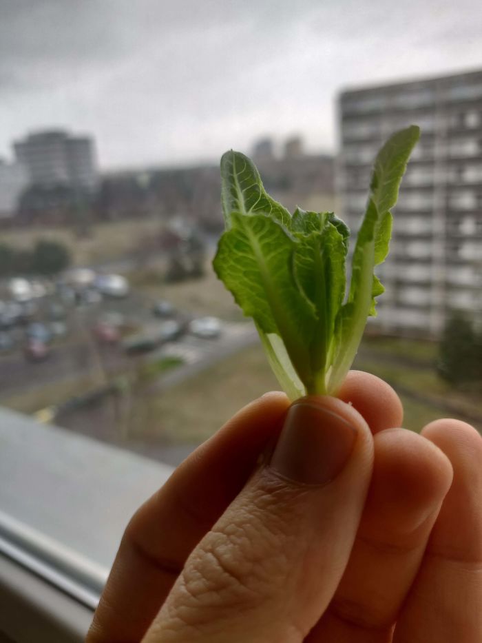 Funny-Failed-Harvest