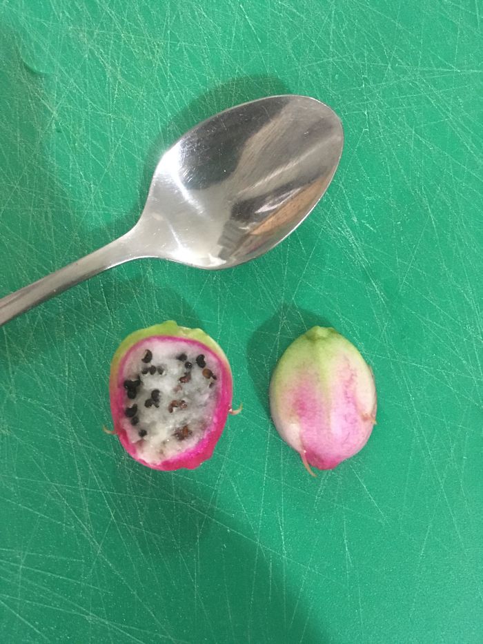 Funny-Failed-Harvest