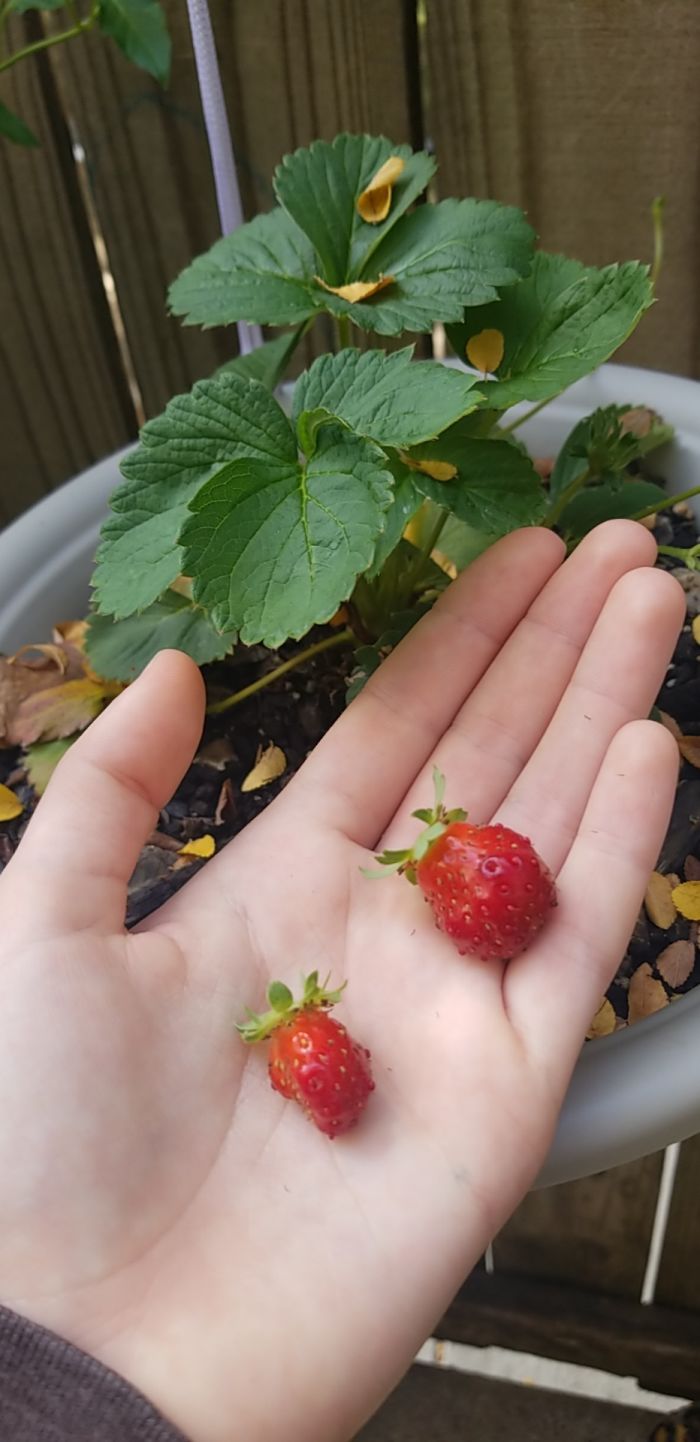 Funny-Failed-Harvest