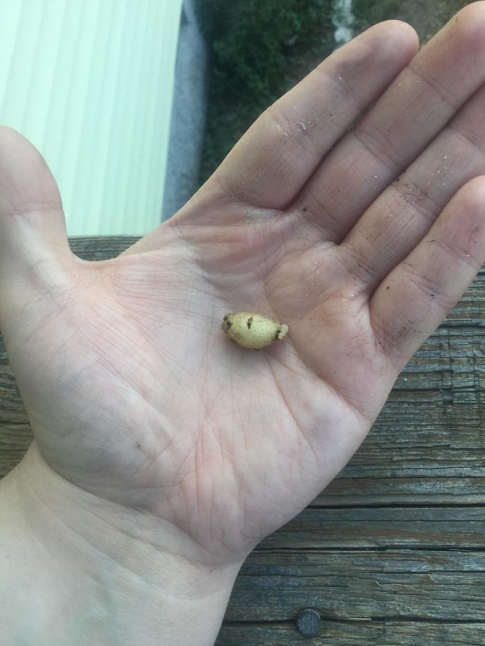 Funny-Failed-Harvest