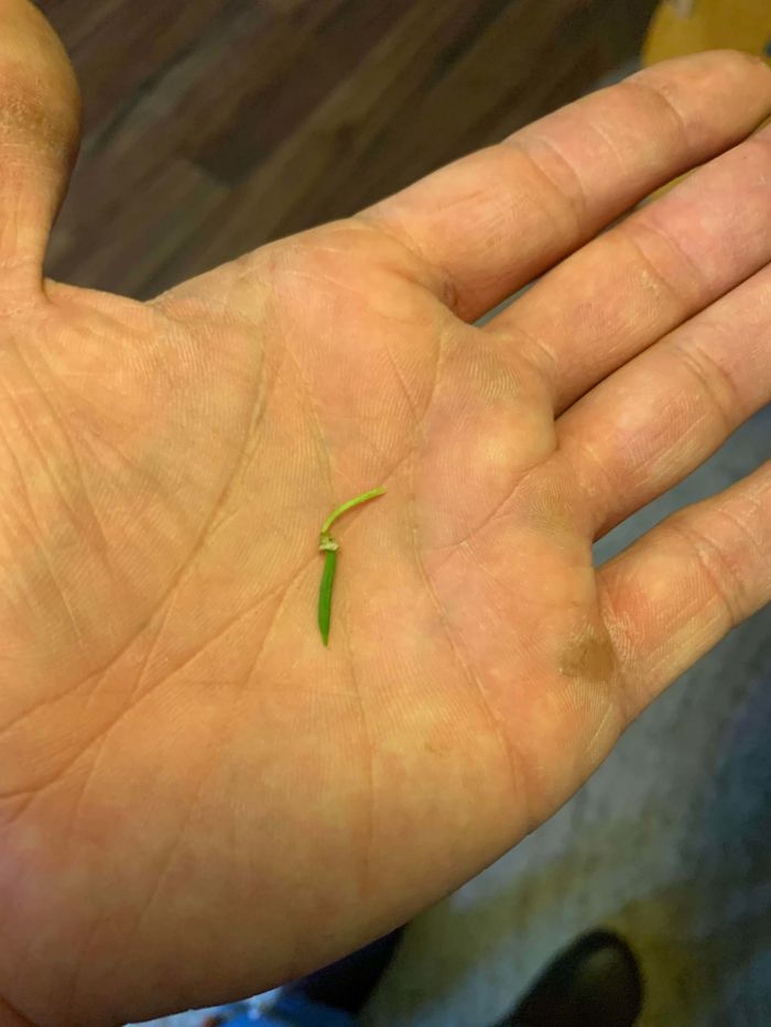 Funny-Failed-Harvest