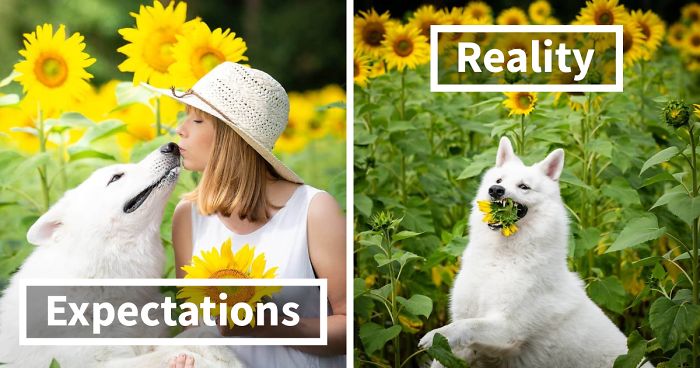 Woman’s Photoshoot Of Her Three Dogs With Sunflowers Goes Hilariously Wrong When They Discover How Tasty The Flowers Are