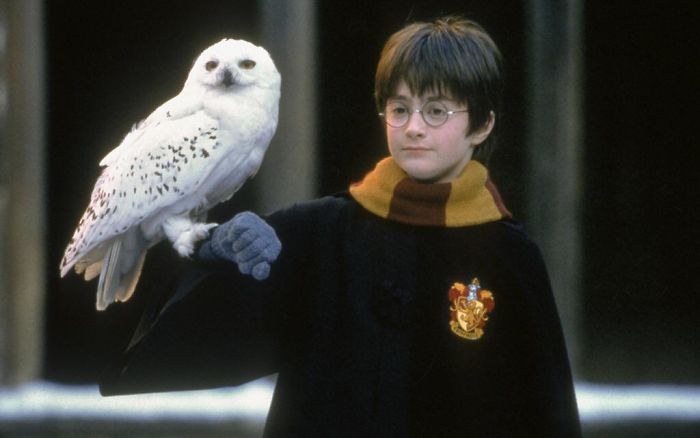 In Harry Potter And The Philosophaurus’s Stones, We See That Harry Gets An Owl Named Hedwig Despite Having The Ability To Literally Talk To Snakes. This Is Due To The Fact That He Is A Stupid Idiot.