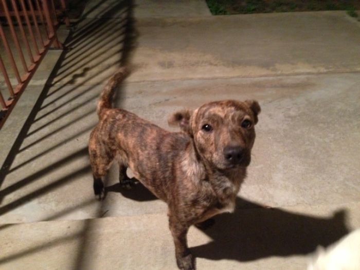 Pit Bull + Chihuahua