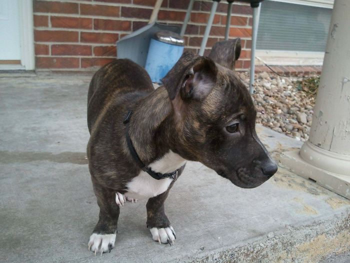 Pit Bull + Chihuahua