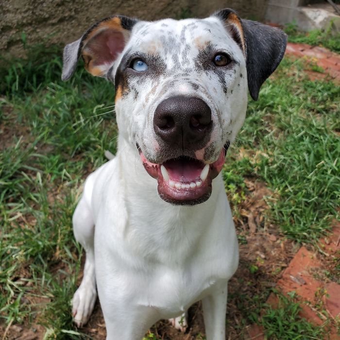 Pit Bull + Blue Heeler