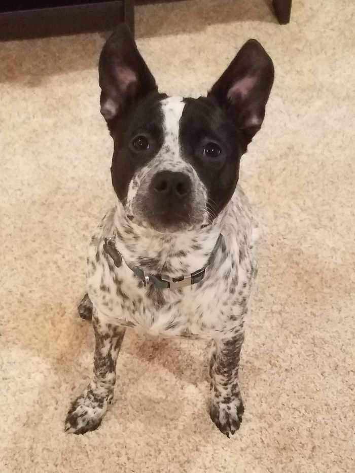 Pit Bull + Blue Heeler