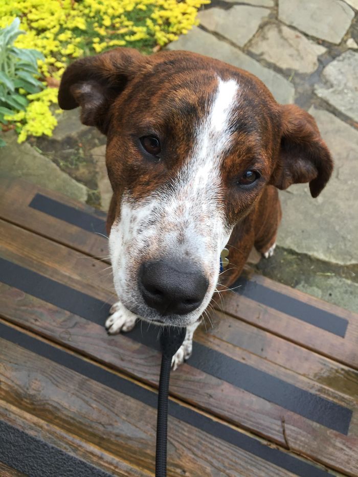 Pit Bull + Blue Heeler + Doberman